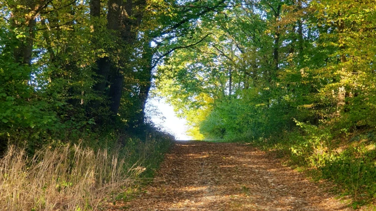 Waldweg zu einer Lichtung - Abschied